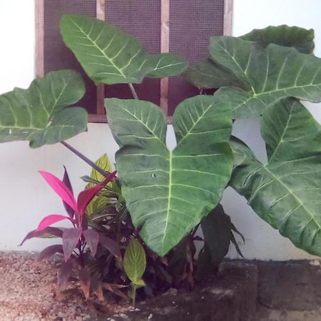 Jambiani Home Stay מראה חיצוני תמונה