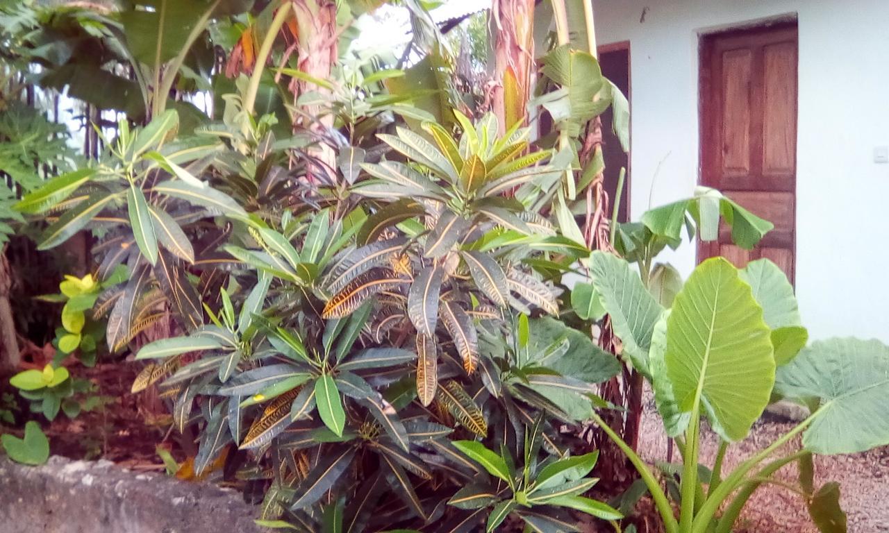Jambiani Home Stay מראה חיצוני תמונה